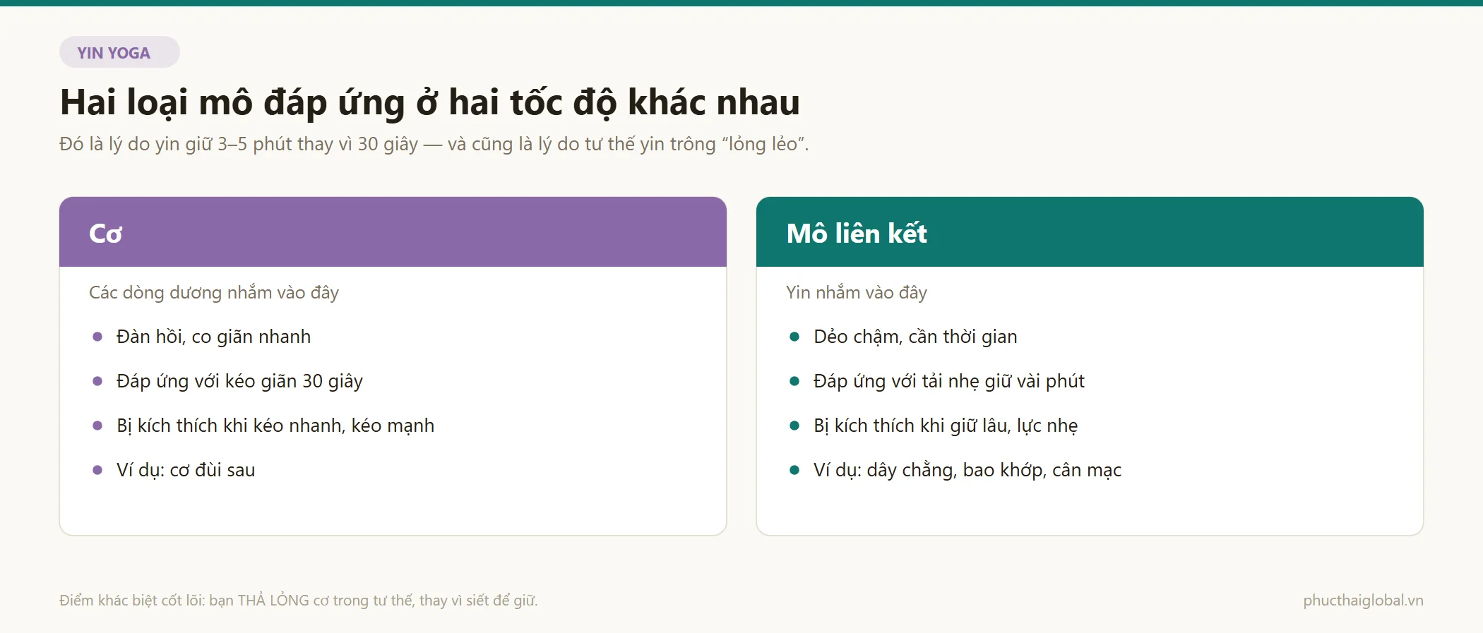 Đối chiếu cơ và mô liên kết theo tính chất, cách đáp ứng, điều kiện bị kích thích và ví dụ — giải thích vì sao yin yoga phải giữ tư thế 3 đến 5 phút